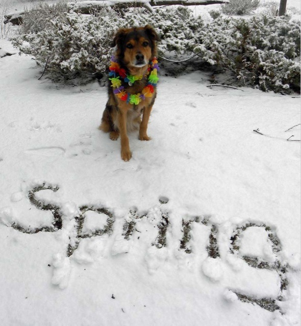 Image result for It's Spring snow