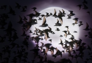 birds-night-migration