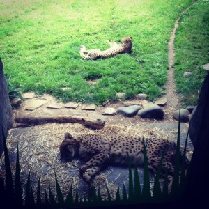 cheetahs-resting-photo